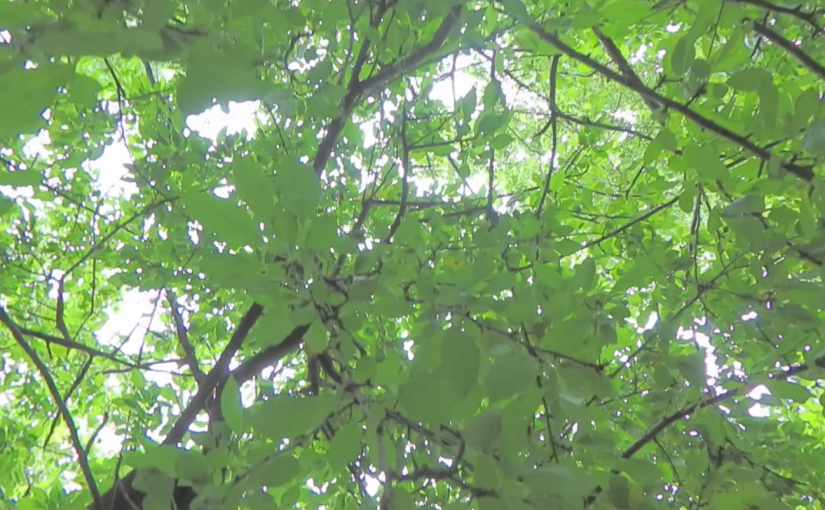 TURNING TOWARDS z SHADOW: SOBRIETY IS KEY FOR AN HONEST&nbsp;APPRAISAL