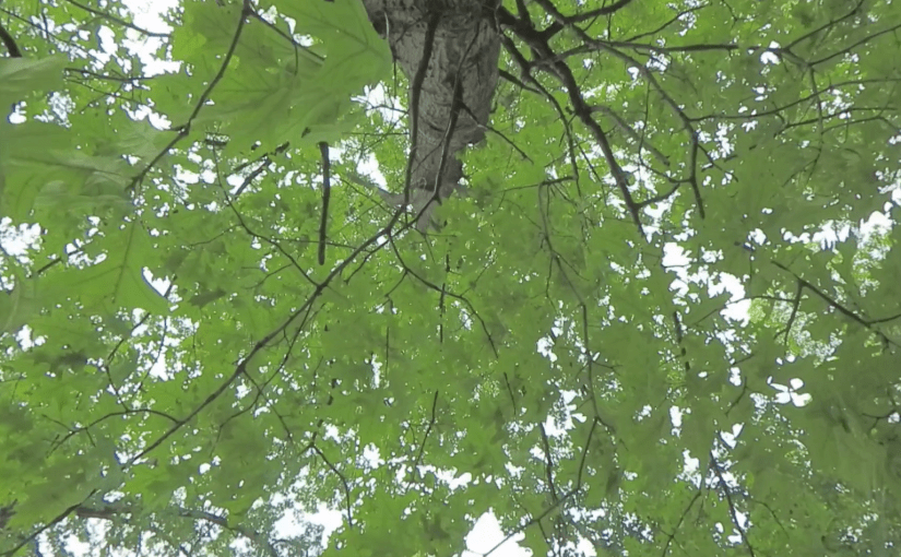 TURNING TOWARDS z SHADOW: PRINCIPLE [law of nature] before PERSONALITY [ of the hand & mind of man – artiface] [that which we call truth ]&nbsp;7-5-25